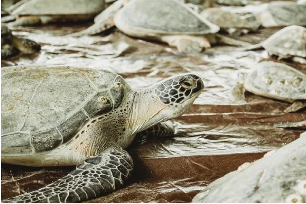 Texas 'Cold-Stun' Of 2021 Was Largest Sea Turtle Rescue In History, Scientists Say