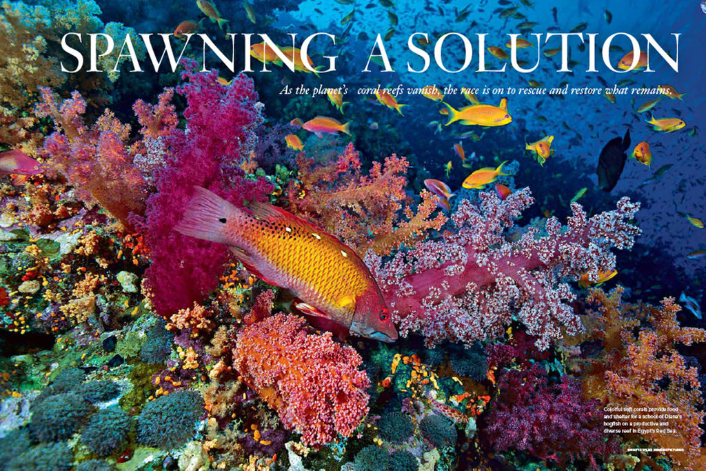 Spawning a Solution - As the planet’s coral reefs vanish, the race is on to rescue and restore what remains