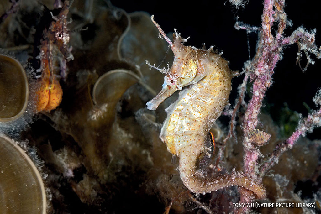 Role Reversal - Photographer Tony Wu captures male Korean seahorses giving birth