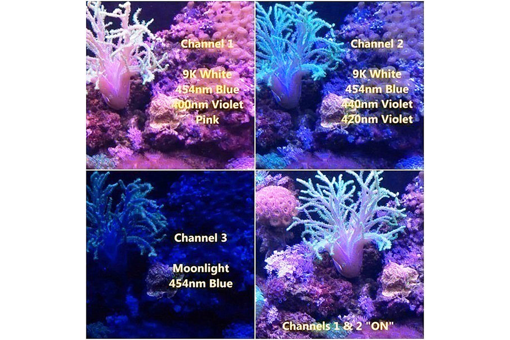 A Close-Up Look At The EDGE Reef LED