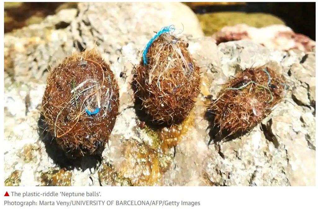 Seagrass 'Neptune balls’ sieve millions of plastic particles from water, study finds
