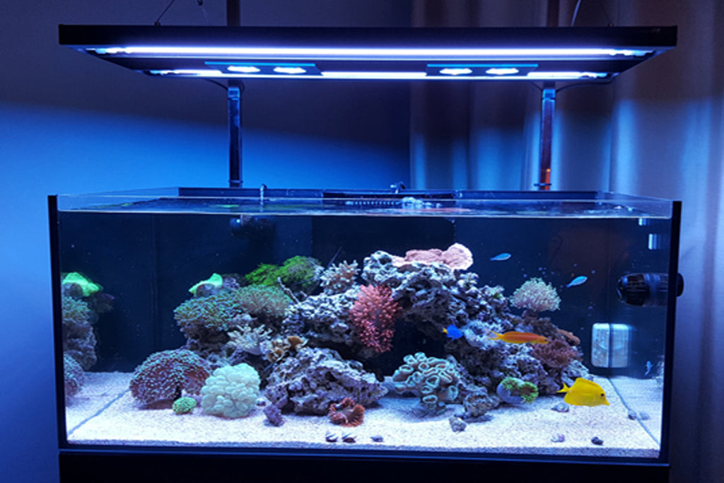 Combine the LED Fixture of Your Choice with Our T5HO Hybrid Fixture for Optimal Aquarium Lighting