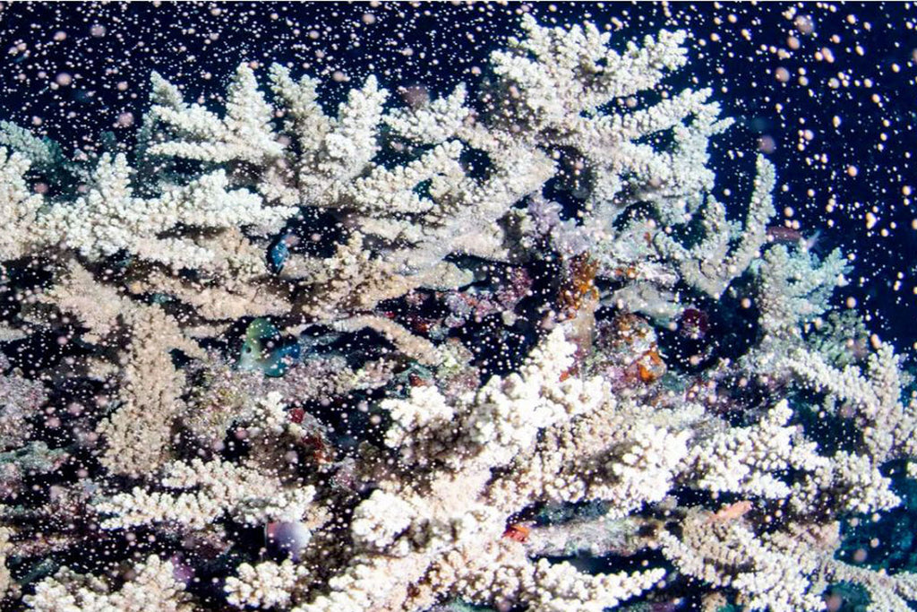 Australia's Barrier Reef Erupts in Color as Corals Spawn