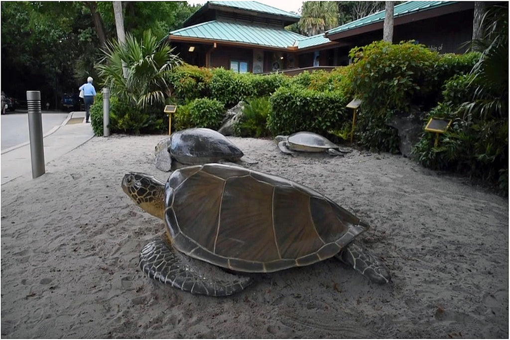 Climate Charge is Turning Florida's Sea Turtles Female