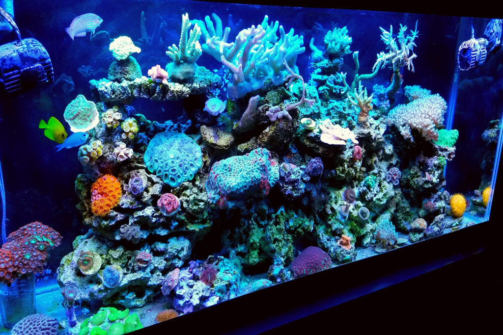 Starting a Reef Tank: 3 Things You Need to Know