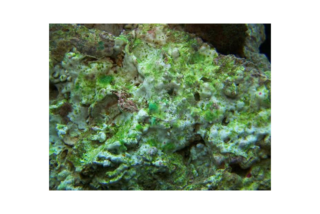Refugiums: Using Algae to Control Algae