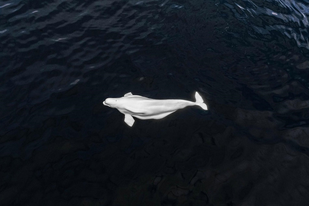 Glimpse of a lifetime: Rare beluga whale sighting off San Diego's coast.