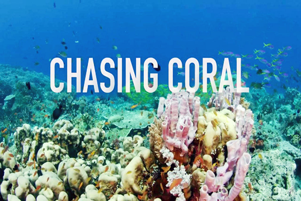 Chasing Coral - A Story Hidden Below the Waves