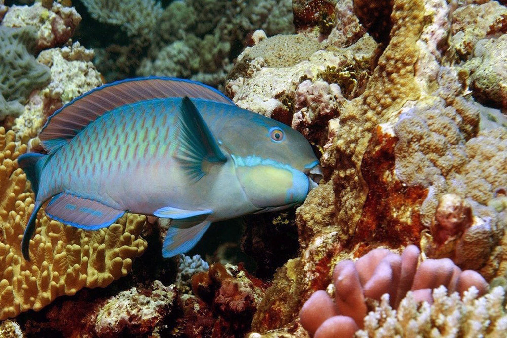 Parrotfish May Help Revive Dying Coral Reefs