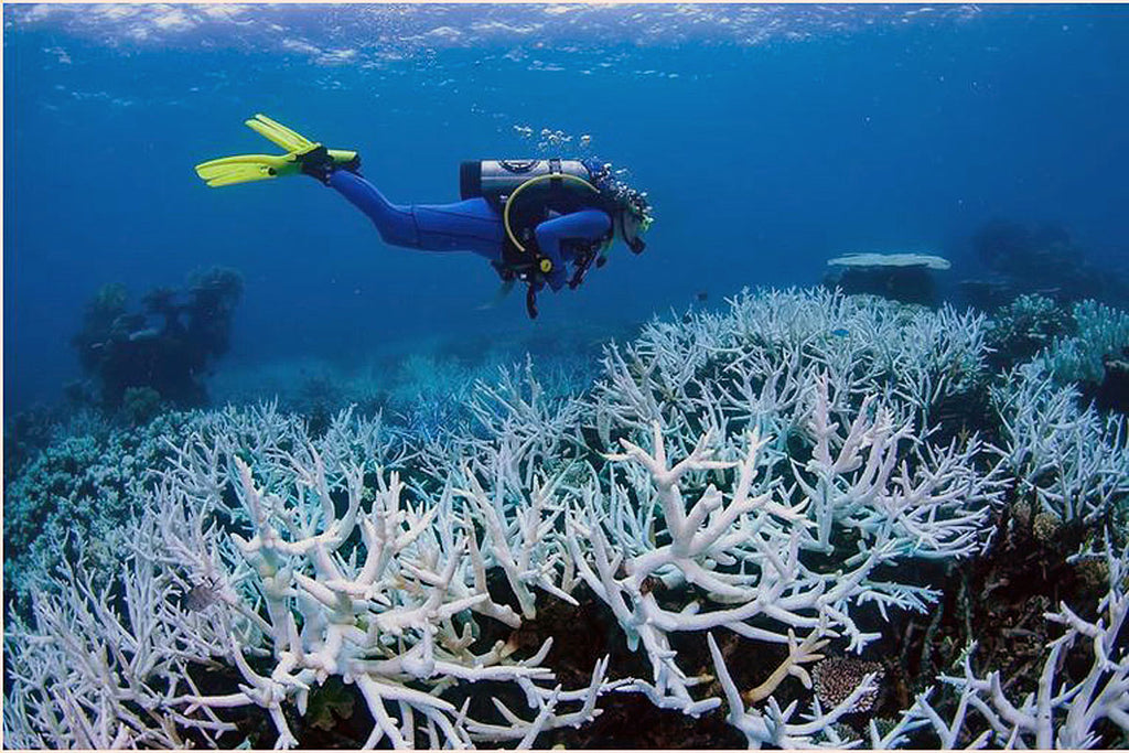 Australia's Great Barrier Reef is hit with mass coral bleaching yet again
