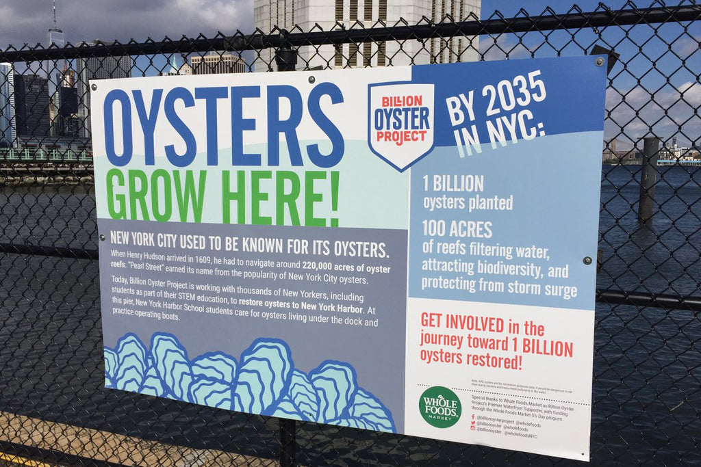 Cleaning New York's Filthy Harbor with One Billion Oysters