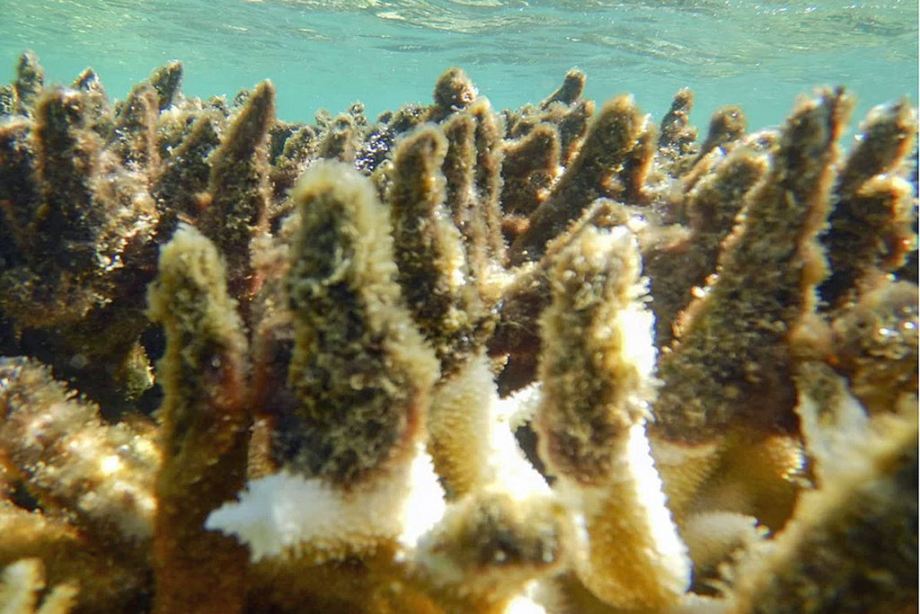 Coral levels in some parts of the Great Barrier Reef are at the highest in 36 years