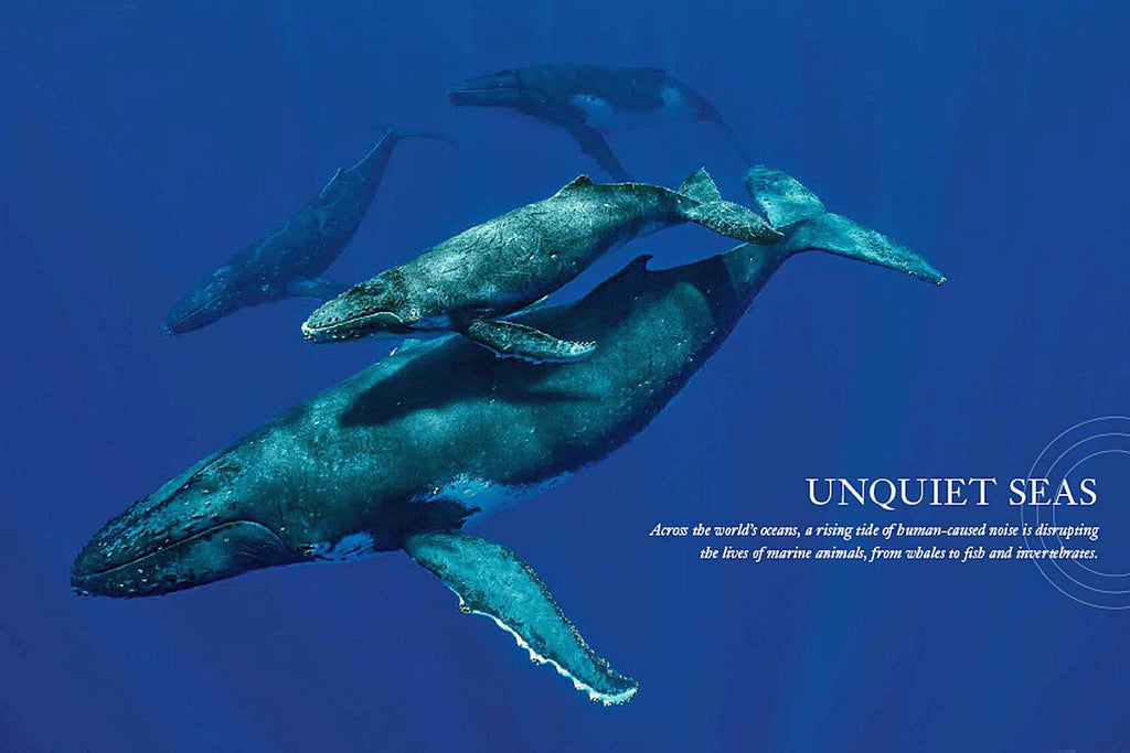 Unquiet Seas - Across the world’s oceans, a rising tide of human-caused noise is disrupting the lives of marine animals, from whales to fish and invertebrates.